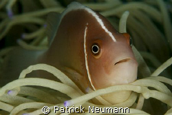 Never get tired to shoot them :) Taken in Anilao with Can... by Patrick Neumann 